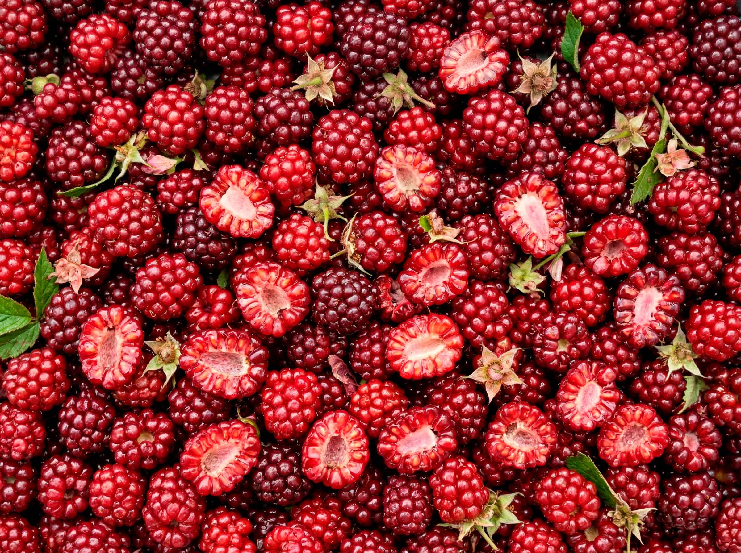 Pulpa de Mora Frutabuela